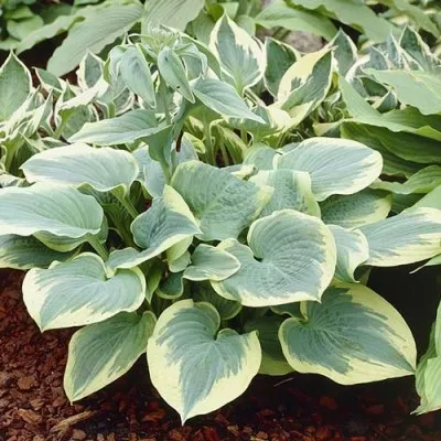 Хоста Robert Frost фото