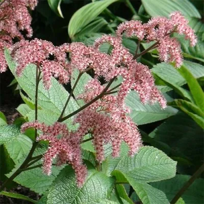 Роджерсія Elegans фото