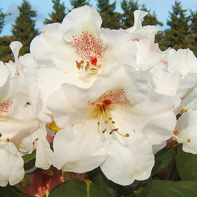 Рододендрон Gartendirektor Rieger (Гартендіректор Рігер) фото