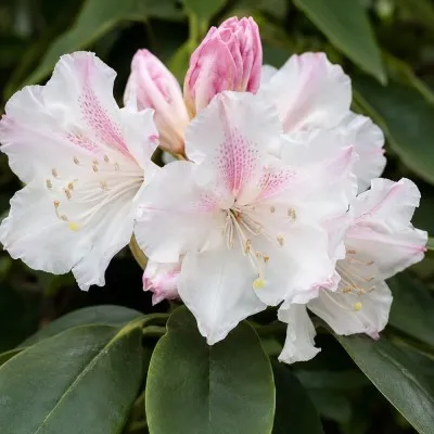 Рододендрон Gartendirektor Rieger (Гартендіректор Рігер) фото