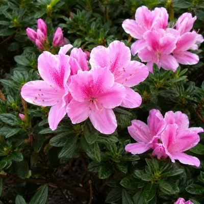 Рододендрон Karmesita Rosea (Кармесіта Розеа) фото