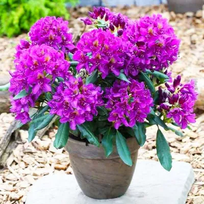 Рододендрон Marcel Menard фото