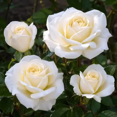 Троянда бордюрна White Lady фото