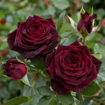 Троянда штамбова Black Baccara фото