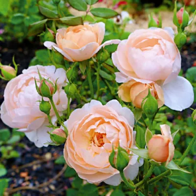 Троянда Ambridge Rose фото