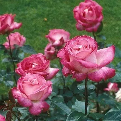 Троянда Rose Gaujard фото