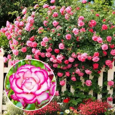 Троянда Haendel фото