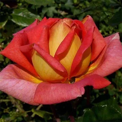 Троянда Köningin der Rosen фото