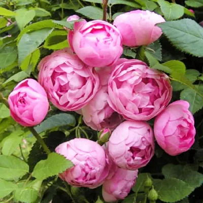 Троянда Morsdag Pink фото