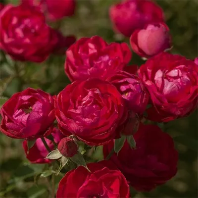 Троянда Morsdag Red фото