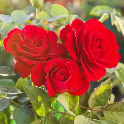 Троянда Sophia Loren фото