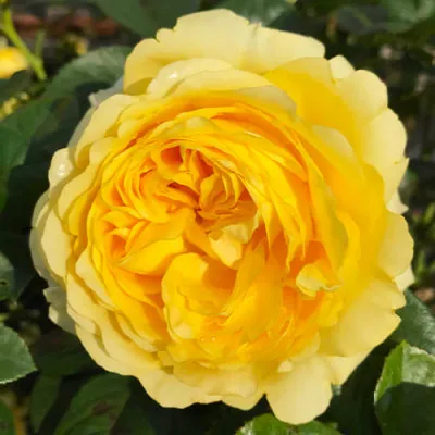 Троянда Yellow Flower Village фото
