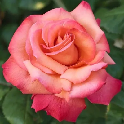 Троянда Christopher Columbus фото