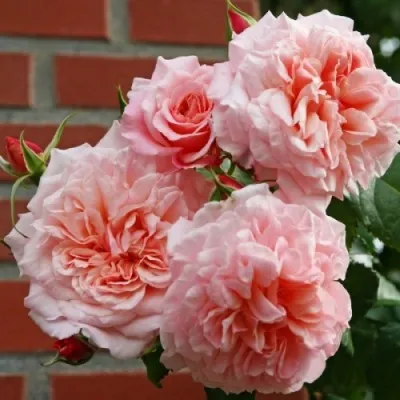 Троянда Rose de Tolbiac фото