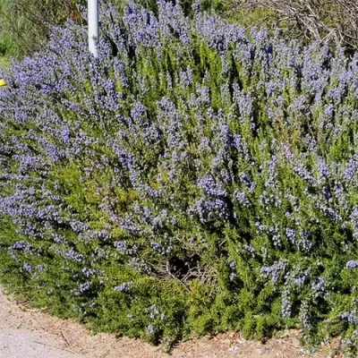 Розмарин Officinalis фото
