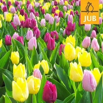 Мікс ландшафтний  Royal Princes Мікс (Брендові цибулини Jub Holland) фото