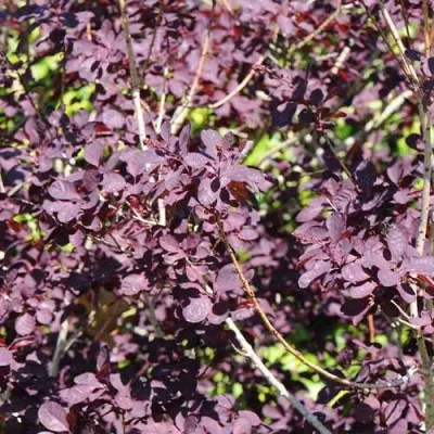Скумпія Royal Purple фото