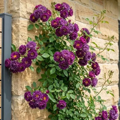 Троянда Perennial Blue фото