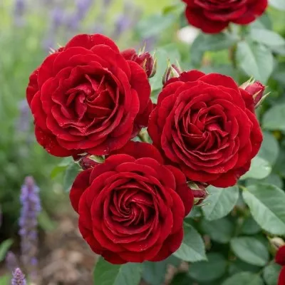 Троянда Red Flower Village фото