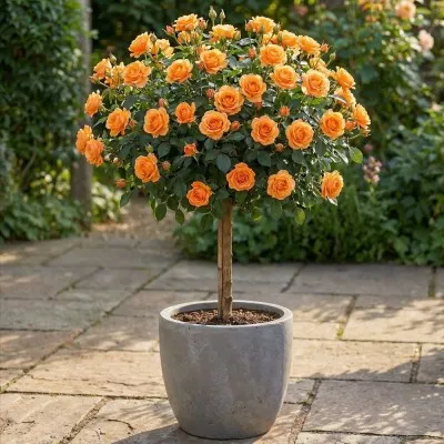 Троянда штамбова Clementine фото