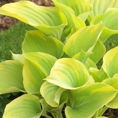 Хоста Dutch Flame фото