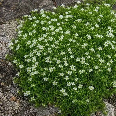 Моховинка Green Moss фото