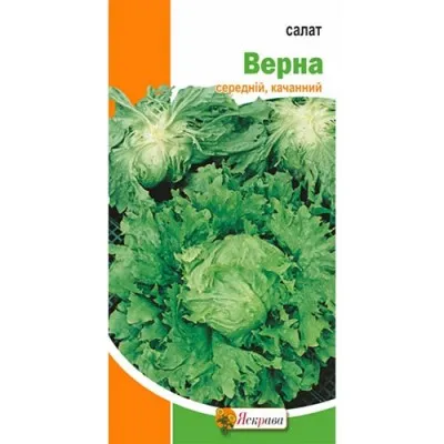 Салат Верна качанний фото
