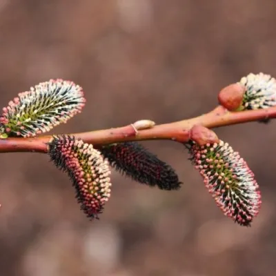 Верба Gracilistyla Melanostachys фото