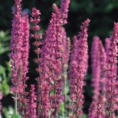 Сальвія Amethyst (розсада) фото