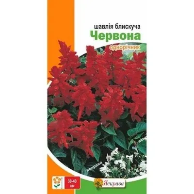 Шавлія блискуча Червона  фото