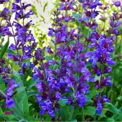 Сальвія Officinalis фото