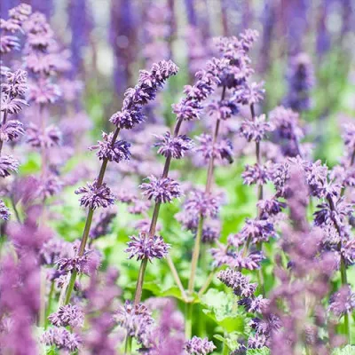 Сальвія Purple Rain фото
