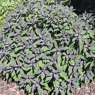 Сальвія Purpurascens фото