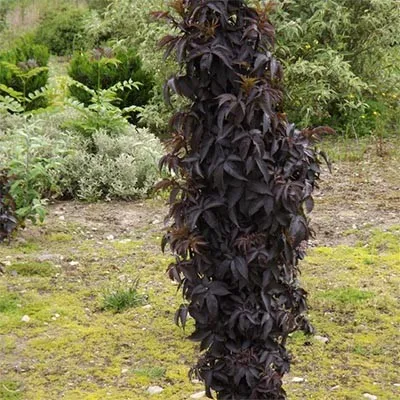 Бузина Black Tower фото