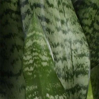 Сансвієрія Zeylanica фото