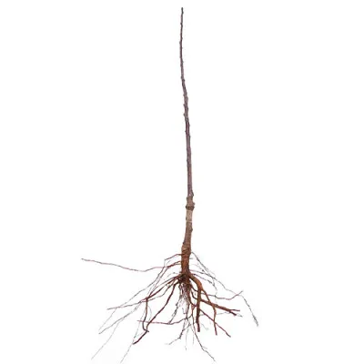 Комплект колоновидних дерев Фруктовий Коктейль фото