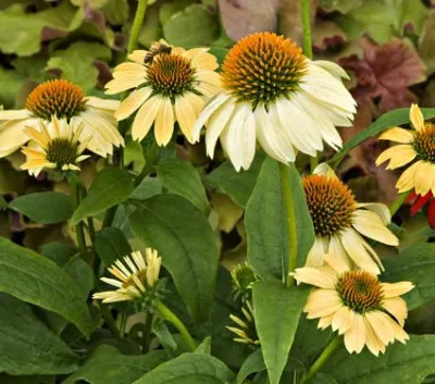 Ехінацея Sandy Yellow фото