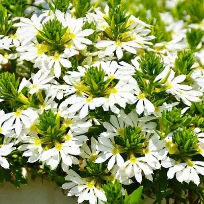 Сцевола White фото