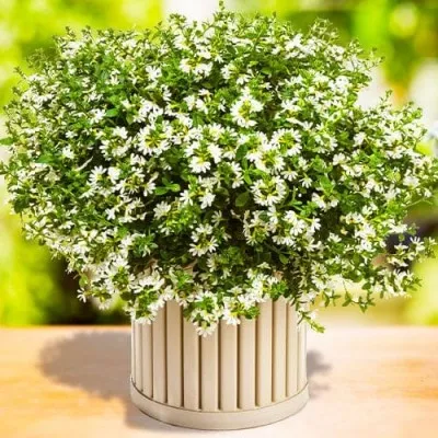 Сцевола White фото