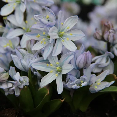 Проліска Mischtschenkoana Tubergeniana фото