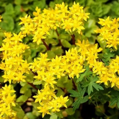 Седум Acre фото