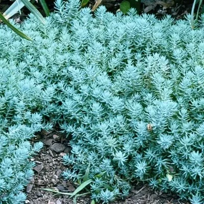 Седум Blue Spruce фото