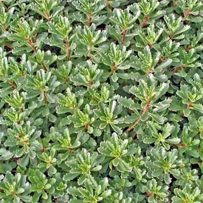 Седум Middendorfianum фото