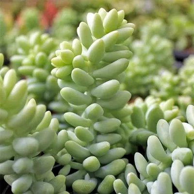 Седум Morganianum фото