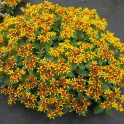 Седум Variegatum фото