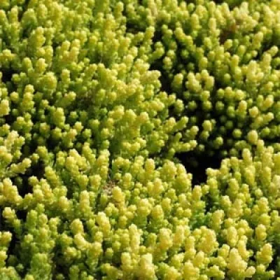 Седум Yellow Queen фото