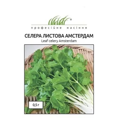 Селера листова Амстердам фото