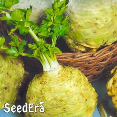Селера коренева Чорномор фото