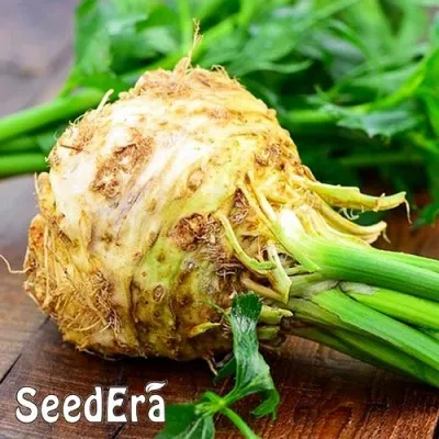 Селера коренева Чорномор фото
