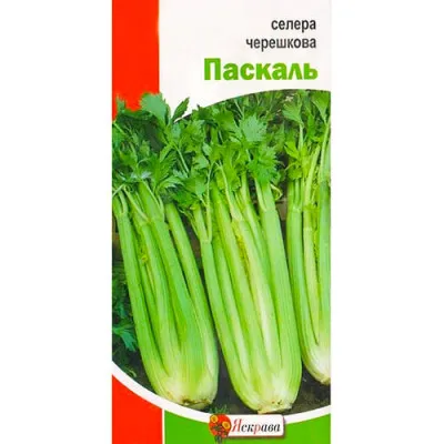 Селера черешкова Паскаль фото